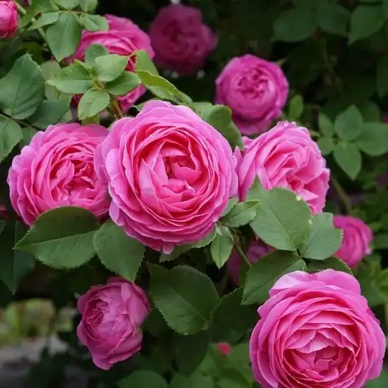 Rosa Louise Odier - roz - trandafir bourbon